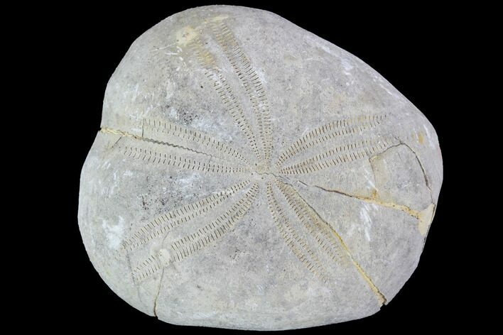 Toxaster Fossil Echinoid (Sea Urchin) - Agadir, Morocco #90628